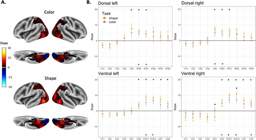 ROI analysis of the diffeomorphic scrambling experiment. A) The visualization depicts shape sensitivity projected onto an inflated brain, shown from both inferior and lateral perspectives for both the shape task (upper panel) and the color task (lower panel). Warm colors indicate voxels exhibiting shape sensitivity, with activation increasing as object coherence improves. Conversely, cold colors indicate low shape sensitivity (negative slopes) i.e. a greater responsiveness to scrambled images compared to intact ones. B) Each point in the graphs shows the slope calculated for each ROI separately for each pathway and hemisphere and averaged across participants. Regions where the slopes are significantly higher than zero are indicated with a plus sign, with the top for the shape task and the bottom for the background task. Significant difference between tasks is marked with an asterisk. Error bars represent the standard error of the mean.