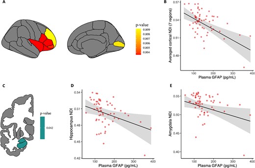 Plasma GFAP associations with regional cortical and subcortical NDI values. Note: A) illustrative map of cortical regions with significant associations (pFDR < 0.05) between cortical NDI values and plasma GFAP levels. Left and right hemispheres values were averaged for each cortical region. B) Relationship between the average of NDI values in the 7 significant cortical regions surviving correction for multiple comparisons and plasma GFAP levels. C) Illustrative map of subcortical regions showing significant associations (pFDR < 0.05) between subcortical NDI values and plasma GFAP levels. Left and right hemispheres values were averaged for each subcortical region. D and E) Relationships between NDI in the hippocampus/amygdala and plasma GFAP (pFDR = 0.042). All models used bootstrapped (5,000 iterations) linear regression analyses and were corrected for age and sex. Raw data points are overlaid to the predicted regression line. Shaded areas surrounding the regression lines represent the 95% confidence interval of the regression fit.