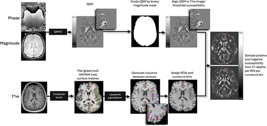 Image processing pipeline. Steps are performed independently and in parallel for each participant. Quantitative susceptibility maps were reconstructed from magnitude and phase images using QSMxT, and eroded by the skull-stripped, binarized magnitude image mask to remove nonbrain sources of susceptibility. QSM images were then aligned to T1w images and thresholded into net positive and net negative susceptibility maps. FreeSurfer recon was used on bias field–corrected T1w images to produce pial and GM/WM boundary surface meshes, and vertex pairs were then joined to create cortical columns. Parcellations of the cortical GM were estimated by feeding the T1w FreeSurfer recon into easy_lausanne. Columns were then assigned specific ROIs and curvature bins and used to sample susceptibility from thresholded QSM maps.