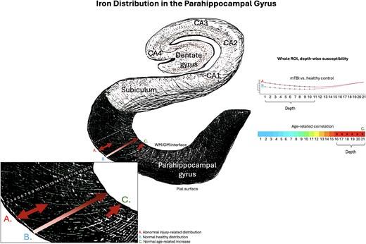 Iron and net positive susceptibility distributions in the parahippocampal gyrus. Visualization of depth-specific net positive (iron-related) susceptibility distributions. A) Depicts increased net positive susceptibility following mTBI relative to healthy controls restricted to superficial depths of the parahippocampal gyrus. This pattern does not overlap with B) validated patterns of lower iron concentration proximal to the pial surface and increasing toward the GM/WM interface as a pattern of normal layer-specific distributions, or C) normal age-related increases in net positive susceptibility in this population (16 to 32 years) restricted to the deeper cortical depths closer to the GM/WM boundary. Depiction of the hippocampal formation inspired by the illustration in Ranson and Clark (1959).