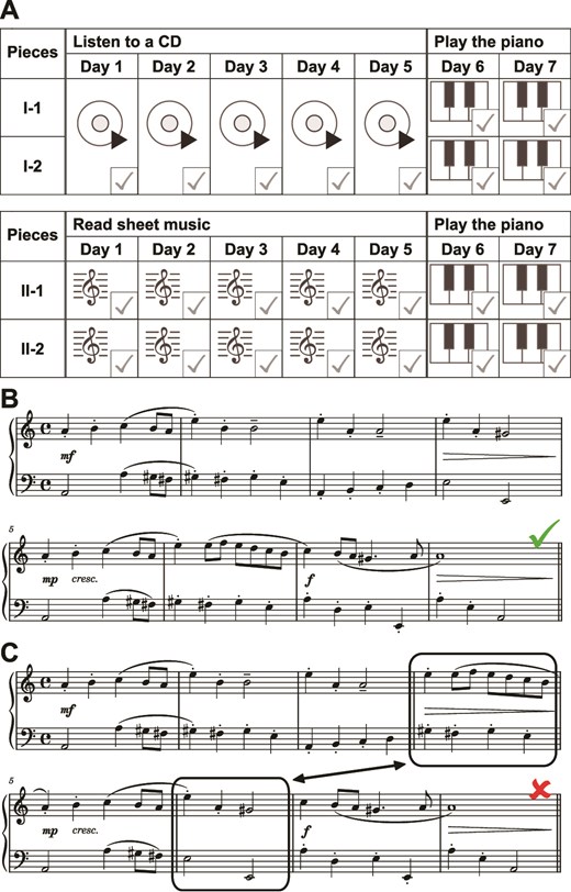 Protocol for examining contextual comprehension of music associated with training. (A) An example of training for 7 d on 4 music pieces, grouped into Sets I (pieces I-1 and I-2) and II (pieces II-1 and II-2). During the first 5 d, the participants listened to recorded pieces on a CD for one Set (Set I in this case), and read sheet music for the other Set. These were designated the “Listen” and “Read” training conditions, respectively. During the last 2 d, the participants trained by playing the piano while reading the sheet music for both Sets. Participants placed a check mark in the bottom-right corner of each box to self-report her/his fulfillment of training. (B) An example of a normal stimulus (✓), which was always auditorily presented in the scanner. In an error-detection task under the “Context” condition, participants listened to an excerpt of recorded pieces, and judged whether there was an unnatural portion in the excerpt. The initial section from piece II-2 (Entrée in A minor) is shown. (C) The unnatural stimulus (✘) formed from the normal one shown in (B). Two phrases surrounded by 2 boxes were swapped (denoted by a double-headed arrow) to construct an unnatural stimulus. Swapped phrases preserved the major rules of counterpoint, as well as natural flows in harmony, but produced structural changes. Note that the swapped phrases were normal in themselves, but they were regarded as errors in the task based on the context of preceding and following phrases. These auditory stimuli were presented for 18 s, including a few more bars with fade-out. Supplementary_Material_1 (Fig. 1B) and Supplementary_Material_2 (Fig. 1C) are provided for full-length auditory stimuli.