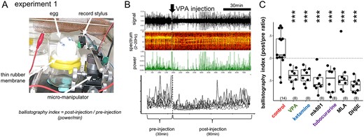 Suppression of the spontaneous fetal movement by VPA and other chemicals. A, B) Ballistography recording (experiment 1) and blockade by sodium valproate (VPA). Record stylus placed against the eggshell surface detected the miniature vibration caused by spontaneous fetal movement. C) The dose was experimentally searched for each agent so that fetal movement was similarly suppressed on E14, wherein the treatment gave rise to normal hatch rate and successful training of the hatchlings. Asterisks indicate the significant difference from the control by multiple regression analysis; *, P < 0.05, **, P < 0.01, ***, P < 0.001 in this and the following figures. Number in parenthesis indicates the sample size.