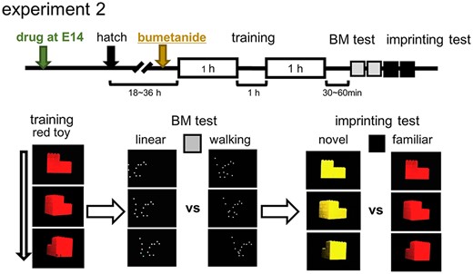 BM preference and imprinting; training and test procedures (experiment 2). Chicks were trained by an artifact object (rotating red toy) and tested by binary choices for BM (walking motion vs. linear motion) and imprinting (red toy vs. yellow); stay time difference (s) was used for the scores.