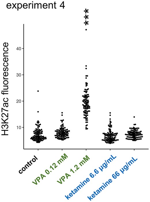 Distinct effects of VPA on histone acetylation. VPA but not ketamine enhanced the acetylation level of histone H3K27 in primary cell culture made from E14 telencephalon (experiment 4).