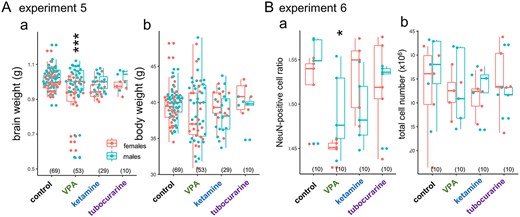 Distinct effects of VPA on brain size, and matured neuron ratio. Aa) VPA but not ketamine/tubocurarine reduced the brain weight and Ba) the ratio of NeuN positive cells measured by isotropic fractionation; Ab) body weight and Bb) total cell number were not affected. Male brains were significantly heavier, but no interaction was found between the sex and the agents. No significant effects of sex were detected on the cell number and the NeuN ratio.