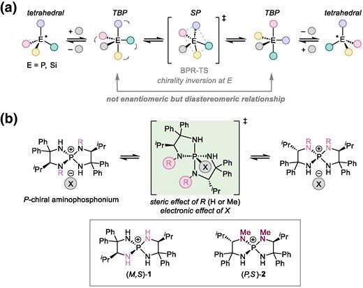 a) Racemization mechanism of tetracoordinate heavy main-group compounds. b) Investigation of the effects of nitrogen substituents (R) and anions (X) on BPR in the epimerization of tetraaminophosphonium 1 and 2.