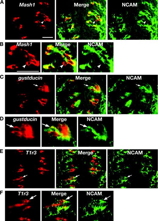 The immunoreactivity of NCAM in Mash1-, gustducin- or T1r3-expressing cells in the taste buds of adult mouse circumvallate papillae. (A) Almost all Mash1-expressing cells were NCAM-IP. NCAM-IN cells were very rare in Mash1-expressing cells (see arrowhead). (B) A high magnification view. (C, E)Gustducin and T1r3 were mainly observed in NCAM-IN cells. Small subsets of these cells showed NCAM immunoreactivity (arrows in C, E). (D, F) High magnification views. The scale bars indicate 50 μm in A for A, C, E and in B for B, D, F.