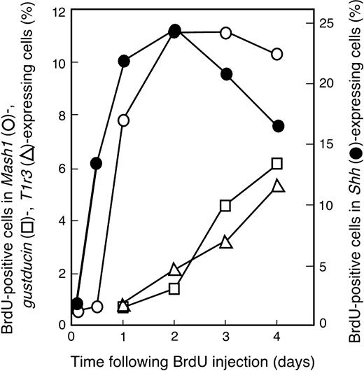 Temporal changes of the ratios of BrdU-positive cells in Mash1-, gustducin-, T1r3- or Shh-expressing cells after BrdU injection. In Mash1-expressing cells, BrdU signals were obvious at 1 day after injection. The ratio of BrdU signals in Mash1-expressing cells reached a peak level at 2 days and remained at that level for the next 2 days. In Shh-expressing cells, BrdU was clearly observed at 12 h after injection, slightly earlier than that in Mash1-expressing cells. After reaching peak level at 2 days, the levels declined, unlike the levels in Mash1-expressing cells. In gustducin- and T1r3-expressing cells, BrdU signals were obvious at 2 days after injection and increased over the next 2 days examined.