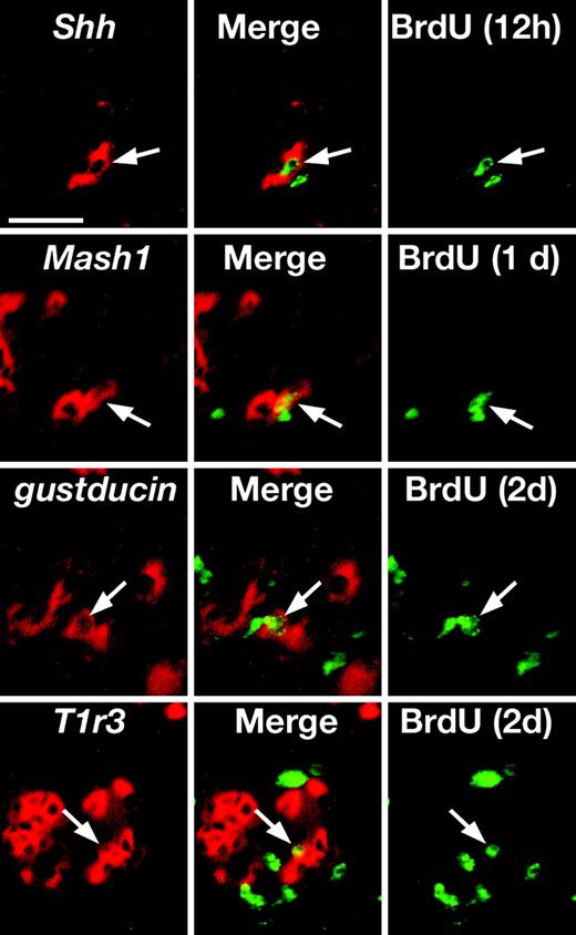 BrdU signals in Shh-, Mash1-, gustducin- or T1r3-expressing cells at the early stage when an obvious signal was first observed. Arrows indicate the positions of the BrdU signals as they overlap expression of each gene. The time periods after BrdU injection are given in parentheses. The scale bar indicates 25 μm.