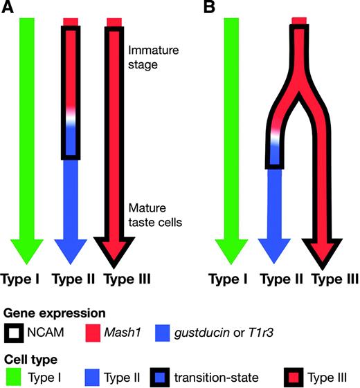 A schematic model of possible cell lineage relationships between type II and type III cells in taste buds. Gustducin- and T1r3-expressing cells might be derived from Mash1-expressing cells, while some portion of Mash1-expressing cells seems to stay in the type III cell state throughout cell life. Progenitors of these cells are separated (A) or shared (B). Mash1-expressing cells might be NCAM-IN just after the onset of Mash1 expression. Type I cells may be in separate cell lineages from type II and III cells.