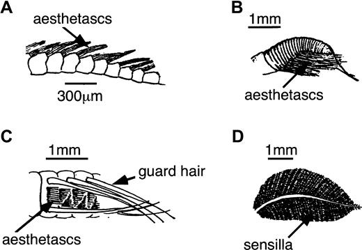 Examples of arthropod olfactory appendages bearing arrays of chemosensory hairs (aesthetascs on the marine crustaceans in A–C; sensilla on the terrestrial insect in D). (A) Section of the aesthetasc-bearing branch of the lateral filament of an antennule of a mantis shrimp (stomatopod), Gonodactylaceus mutatus. (B) Lateral filament of the antennule of a blue crab, Callinectes sapidus. (C) Section of the lateral filament of the antennule of the spiny lobster Panulirus argus. Nonchemosensory guard hairs form an arch over the aesthetascs. (D) Antenna of a male silkworm moth, Bombyx mori. The central stalk supports branches, each of which bears sensilla. The crustaceans (A–C) flick the aesthetasc-bearing branches of their antennules through the water, while the moth (D) drives air through its antenna by fanning its wings.