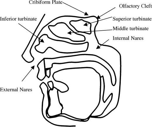 Saggital cross section of the human head outlining the nasal passages.