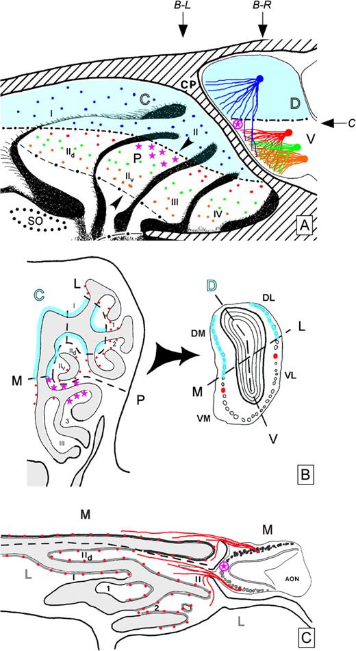 Relationship between rhinotopic and odotopic organization in the rodent olfactory system, illustrated with drawings of the hamster nose and MOB. (A) Sagittal view of exposed medial aspects of the nose (left) and MOB (right), separated by the cribriform plate (CP). Zonally distributed ORNs (colored dots) associated with central (C) and peripheral (P) domains of the olfactory recesses project convergently onto glomeruli (colored lines leading to filled circles) in the dorsal (D) and ventral (V) MOB, respectively (e.g., Wang et al., 1998; Alenius and Bohm, 2003). Focally restricted ORNs (magenta stars) lie in a patch near the C-P and M-L boundaries in the olfactory recesses and project convergently onto glomeruli (encircled magenta star) near comparable boundaries in the MOB (e.g., Strotmann et al., 2000). Blue shading denotes staining of the central-dorsal projections with reduced nicotinamide adenine dinucleotide phosphate (NADPH) diaphorase histochemistry (Schoenfeld and Knott, 2002; Alenius and Bohm, 2003). Arrowheads on endoturbinate IIv denote the approximate position of a known M-L boundary (see Schoenfeld et al., 1994; Bozza and Kauer, 1998; Levai et al., 2003). Arrows denote the approximate levels of section shown in the other figure panels (B-L: panel B, left; B-R: panel B, right; C: panel C). Black dots at the lower left mark the encircled position of the SO, where it would be found on the septum opposite to the lateral wall shown. (B) Coronal sections through the nose (left) and MOB (right). Blue shading is as in panel A. Red dots represent peripheral domain ORN populations near the C-P border in the medial (M) and lateral (L) channels, expressing the same OR gene, for example, P2, but projecting separately to glomeruli on the M and L hemispheres of the MOB, respectively, near the D-V border, as in panel A (e.g., Ressler et al., 1994; Vassar et al., 1994; Alenius and Bohm, 2003). Magenta stars denote focally restricted ORNs as in panel A. The MOB section represents a mid-level coronal plane caudal to that containing the glomerular target (encircled magenta star) of the focally restricted ORNs. Note that medial and lateral pairs of homologous glomeruli are not typically found in the same coronal plane, as illustrated, but are oriented with the lateral glomerulus positioned more rostrally (as depicted in panel C). (C) Horizontal section through the nose and MOB (rostral to the left). Projections to M and L glomeruli (dark gray and light gray circles, respectively) arise from spatially segregated populations of ORNs associated with the M and L recesses (dark gray and light gray lines, respectively) (Schoenfeld et al., 1994; Levai et al., 2003). Red dots and convergent projections to glomeruli are as described in panels A and B and illustrate the mutually exclusive nature of M-L divergence. The encircled magenta star denotes the approximate position of the glomerular target of focally restricted ORNs, as depicted in panel A. AON, anterior olfactory nucleus; DL, dorsal–lateral; DM, dorsal–medial; VL, ventral–lateral; VM, ventral–medial; I, IId, IIv, III, IV, endoturbinates; 1, 2, 3, ectoturbinates.
