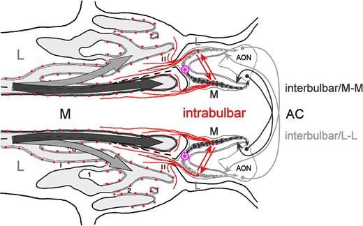 Spatial relationships between the diverging medial and lateral paths of inspiratory airflow in the nose and the neural connections of two MOB circuits. The drawing represents a horizontal section through the nose and cranium (cf., Figure 1C) that includes both nasal cavities (left) and both MOBs (right). Arrows from left denote medial (dark gray shading; M) and lateral (light gray shading; L) paths of inspiratory airflow, stimulating the OE of the medial channel (dark gray line) and lateral channel (light gray line), respectively. Medial OE projects exclusively to glomeruli of the medial MOB (dark gray shading and circles), whereas lateral OE projects exclusively to lateral MOB glomeruli (light gray shading and circles). Red dots and convergent projections to glomeruli are as shown in Figure 1C, as is the encircled magenta star. Red arrows denote the reciprocal projections of the intrabulbar associational system that interconnects neurons associated with homologous glomeruli within each MOB that are innervated by ORNs expressing the same OR gene, in this case, the medial and lateral red-dot populations and their respective projections to homologous medial and lateral red glomeruli (Schoenfeld et al., 1985; Liu and Shipley, 1994; Lodovichi et al., 2003). The dark gray curved arrows at right denote the part of the interbulbar commissural system (Schoenfeld and Macrides, 1984; Scott et al., 1985) that interconnects the medial hemispheres of the left and right MOBs (M-M), via neurons in the pars externa of the anterior olfactory nucleus (AON) whose axons cross in the anterior commissure, whereas the light gray curved arrows at right denote the part of this system that interconnects the lateral hemispheres (L-L), also via the AON, pars externa.