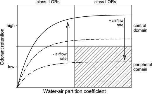 Impact of odorant sorptiveness and airflow rate on odorant retention in the nose. As modeled here, based on empirical data (Morris et al., 1986; Medinsky et al., 1993; Kent et al., 1996; Kurtz et al., 2004; cf., Schoenfeld and Cleland, 2005), retention is an exponential function of the water–air partition coefficient, an index of sorptiveness, rising to an asymptotic maximum at moderate to high values of this coefficient. Increases in airflow rate reduce retention, whereas reductions in airflow rate enhance retention. Odorant retention is likely to be greatest in the central domain along early portions of the inspiratory path; hence, highly sorptive odorants should primarily activate neurons in the central domain projecting to the dorsal MOB. On the other hand, poorly retained odorants of low sorptiveness should instead be more likely to activate neurons in the peripheral domain projecting to ventral MOB as they are carried quickly through the central domain and then trapped by the more highly convoluted peripheral domain OE. Increased airflow rates should deposit even highly sorptive odorants into increasingly more peripheral regions. Reduced airflow rates, in contrast, should favor the retention of poorly sorptive odorants that might otherwise migrate through the nose without significant activation of the OE. Class I ORs may be particularly attuned to odorant ligands of high sorptiveness, whereas class II ORs are also well stimulated by odorants of low sorptiveness (Freitag et al., 1998). The precise relationship between OR class and ligand sorptiveness, including as indexed by the water–air partition coefficient, is unknown. Class I ORs are restricted to the central domain (Zhang et al., 2004), so the activation of ORNs expressing these ORs is not predicted to involve the peripheral domain (hatched area).