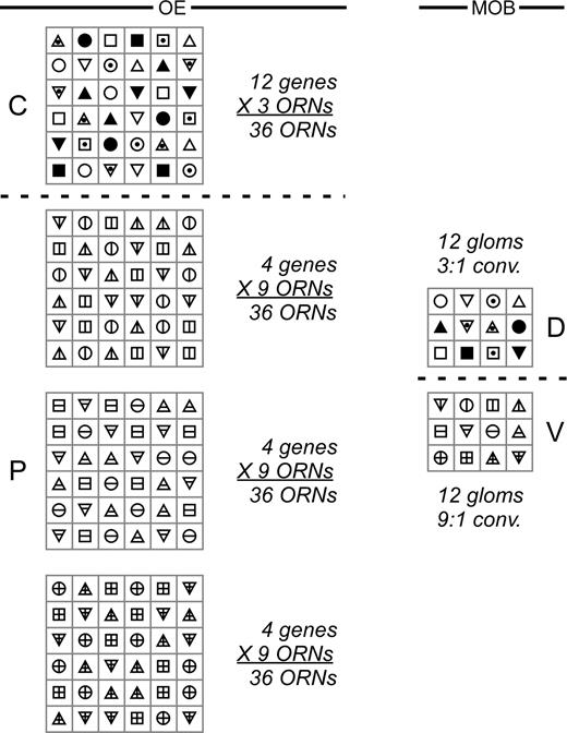 Inverse relationship between the fractional density of any one ORN population in the OE and the total number of populations present (genetic diversity). Boxes at left represent discrete, same-sized patches of OE in the C and P domains that contain the same number of ORNs with knobs at the luminal surface (36 ORNs per patch in this example). Symbols in these boxes represent different OR gene–specific populations of ORNs. Boxes at right represent glomeruli in the D and V MOB and are marked by the same symbols as at left, indicating the sites of convergence of each OR gene–specific ORN population. Note that at left there are threefold more boxes and ORNs in the P domain as in the C domain, whereas there are equivalent numbers of glomeruli in the D and V MOB. This yields a threefold higher convergence ratio in the P-V projection than in the C-D projection (in this example, a 9:1 convergence ratio, P:V, compared with a 3:1 ratio, C:D). Given the constraints of constant surface density of all populations in the OE and the restriction to roughly the same surface area of OE for any one population, the fractional density and genetic diversity of intermingled populations will vary inversely across similar patches in different regions of the OE.