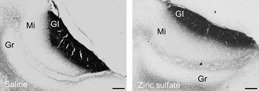 Representative photomicrographs showing sagital sections stained with SBA–HRP of the AOB of female mice which had either undergone ZnSO4 or SAL treatment. The presence of SBA–HRP staining in the glomerular layer of both groups of animals was taken as evidence of intact VNO function in ZnSO4-treated females. Gl, glomerular cell layer; Mi, mitral cell layer; Gr, granular cell layer. Scale bar: 100 μm.