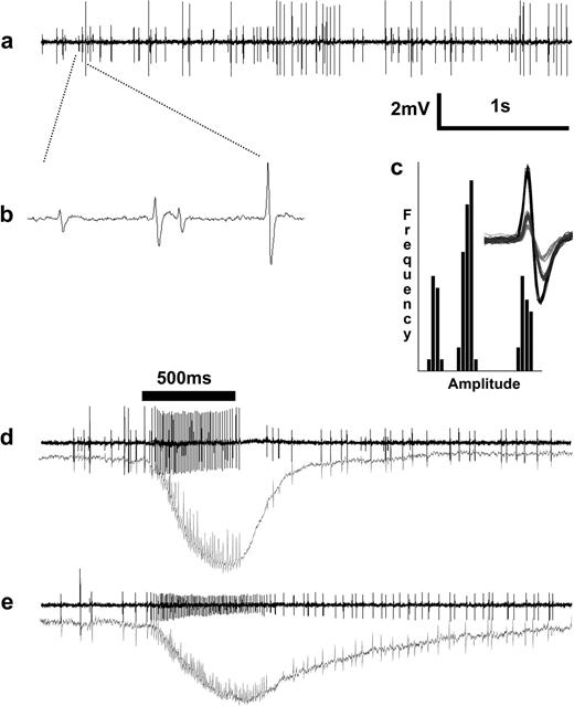 Extracellular single-unit recordings from peg sensilla revealed the presence of 3 ORNs with distinct response characteristics. (a) Spontaneous activity trace from a sensillum showing 3 neurons of specific amplitude and frequency. (b) Expanded trace showing 3 neurons named A, B, and C (high- to low-amplitude, respectively), and (c) amplitude-frequency histograms with an inset showing 3 distinct neuronal spikes clusters. (d) Neuron with largest amplitude (A) responded to CO2 and (e) cell “B” responded to 1-octen-3-ol by increasing the spontaneous firing rate. Lower traces in (d) and (e) are SPs. Main airflow was humidified room air that elicited spontaneous activity from cell A.