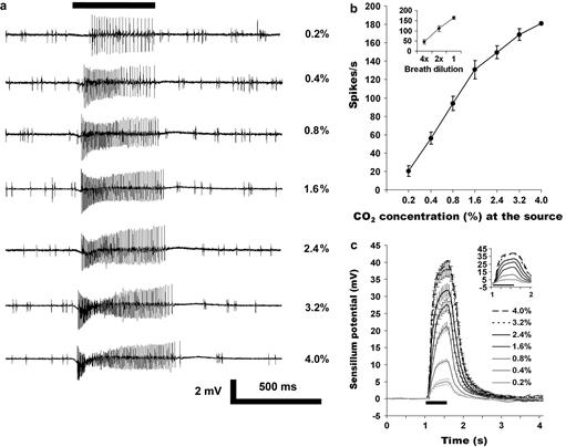 CO2 elicited concentration-dependent excitatory responses from cell A in peg sensilla. (a) AP traces showing responses to increasing concentrations of CO2 (top to bottom). (b) Concentration-dependent curve of CO2 responses from cell A (n = 15; mean ± standard error of the mean [SEM]). Inset shows response of different dilutions of breath (n = 8; mean ± SEM). (c) SPs indicate the magnitude and kinetics (expanded in inset) of response. Note that the CO2 concentrations indicated here are those added onto the main airflow that is CO2-free synthetic air, resulting in approximately 10× dilution. Thus, a 0.4% value here indicates approximately 400 ppm CO2 reaching the sensillum.