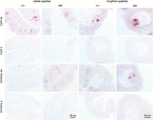 Messenger RNA expression of Car4 and mCherry in taste tissue of Car4 mice. Chromogenic in situ hybridization in vallate and fungiform papillae of wild-type (+/+) and homozygous (d/d) Car4 knock-in mice. In situ hybridization experiments demonstrate that Car4 is expressed in a subset of vallate and fungiform taste bud cells of wild-type and homozygous Car4 mice, whereas mCherry was only detectable expressed in tissue sections of knock-in mice when sections were treated with corresponding antisense (as) riboprobes. Tissue sections treated with sense (s) riboprobes did not reveal any signals, independent of genotype or probe.