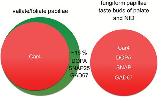 Composition of Type III cell population depends on topography. Predicted Type III cell population based on immunofluorescent analysis. Co-localization studies revealed differences in Type III cell populations in posterior tongue papillae and fungiform papillae. Type III cell population of taste buds in palate and naso-incisor duct (NID) is equivalent to fungiform papillae.