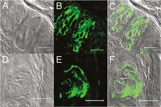 Expression of olfactory receptors in circumvallate taste papillae of mOR-M71-GFP (top row) and mOR-EG-GFP (bottom row) transgenic mice. (A) and (D): DIC brightfield images of the taste papillae from transgenic mice expressing GFP under M71 (A) and eugenol (EG; D) receptor promoter. (B) and (E): GFP fluorescence (green) expression of each transgenic mouse. (C) and (F): Overlays of the images from (A) and (B) and from (D) and (E) demonstrate colocalization of GFP expression with taste cells in the circumvallate taste papillae. Scale bars = 25 µm.