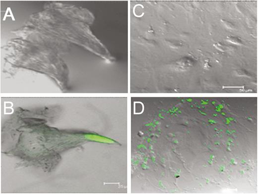 GFP expression in freshly isolated and cultured mammalian taste papillae. GFP expression is not artifact but under the control of an olfactory receptor promoter (green). (A) and (C): No autofluorescence observed in either freshly isolated (A) or cultured (days 3–5; C) wild-type mouse taste cells. (B) and (D): Both freshly isolated (B) and cultured (D) taste cells from mOR-M71-GFP mice show GFP expression. Scale bars: B and D = 25 µm; C = 50 µm.