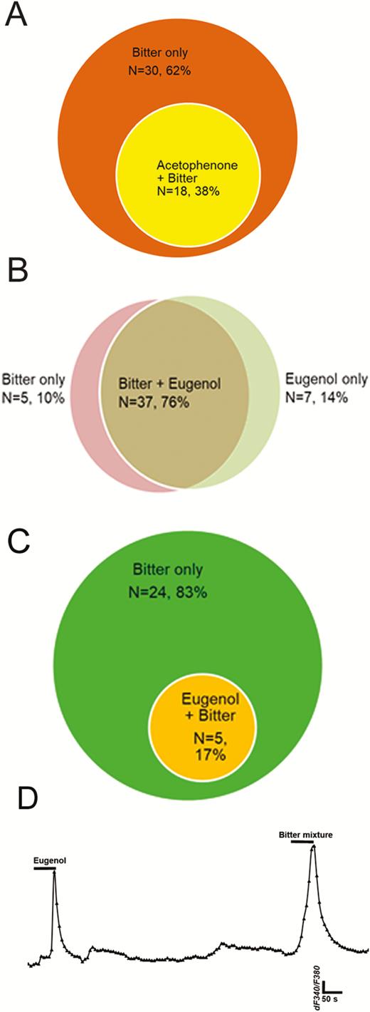 Breadth of tuning of bitter-responsive taste cells to odorants acetophenone and eugenol. Venn diagrams show numbers of taste cells sensitive to bitter taste stimuli and to olfactory stimuli. (A): 38% (n = 18 of 48) of taste cells responding to the mixed bitter stimulus also responded acetophenone in M71 transgenic mice. (B): 76% of taste cells (n = 37 of 52) responded to both mixed bitter stimulus and eugenol in mEG transgenic mice; 10% and 14% of total responding cells responded to mixed bitter stimulus only or eugenol only, respectively. (C) and (D): In HBO cells, 83% of responding cells (n = 24 of 29) responded only to mixed bitter stimulus; 17% of cells (n = 5 of 29) responded to both eugenol and mixed bitter stimulus, indicating possible peripheral interaction with certain types of odor and taste receptors. (D): A representative recording from single cell which responsive to both eugenol and bitter mixture.