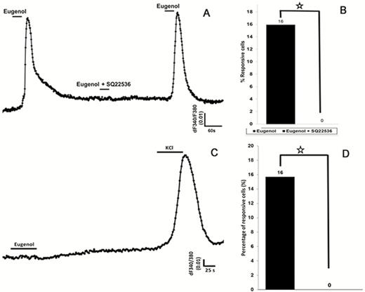 Eugenol-induced intracellular calcium changes in HBO cells are modulated by the enzyme adenylyl cyclase. (A) and (B): In the presence of the adenylyl cyclase III inhibitor SQ22536, the eugenol-induced response is eliminated. (A): Representative calcium recording from single cell showing responses to eugenol (100 µM) before and after treatment with SQ22536. After removing SQ22536, the eugenol-induced response recovered. (B): SQ22536 significantly inhibited the response to eugenol. Percentage of eugenol-responsive cells to total cells was examined with and without SQ22536 treatment. (C) and (D): HBO cells were transfected with small inhibitory RNA (siRNA) against adenylyl cyclase, which resulted in complete elimination of eugenol-induced responses. However, transfected HBO cells were responsive to high-concentration potassium chloride (50 mM), indicating the presence of voltage-gated potassium channels. *P < 0.05, t-test.