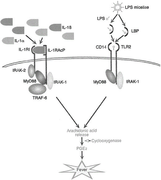 IL-1 (IL-1α and β) binds to its cellular receptor type I (IL-1RI) and the IL-1 receptor accessory protein (IL-1RacP). This leads to signal transduction via receptor associated proteins IRAK-1 and -2, MyD88 and TRAF-6 with release of arachidonic acid and prostaglandin E2 (PGE2) and finally induction of fever. Lipopolysaccharides (LPS) complex with LPS-binding protein, which enables binding of LPS to CD14 and Toll-like receptor 2 (TLR-2). Thereafter, the signal transduction pathway is very similar to that of the IL-1 receptor. Here too, MyD88 and IRAK-1 are activated, arachidonic acid is released, and fever induced through PGE2.