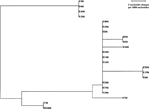 Phylogenetic tree of the 20 respiratory isolates of human coronavirus OC43 and the prototype strain OC43 used as the control in our laboratory. The tree was created using the Clustal method. The OC43 strain and the strain referenced in GenBank (accession number M93390) did not differ. The isolates had several changes and clustered in different groups, conforming that there had been no contamination of PCR products.