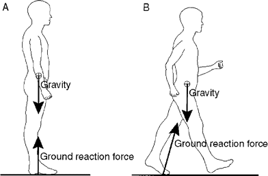 Ground reaction forces (GRFs) to which the foot is exposed during standing (A) and walking (B). During quiet standing (A), gravity pulls at the body center of mass, which is opposed by the GRF of similar magnitude acting at the feet. During walking (B), the GRF acting at the feet not only opposes the pull of gravity at the body center of mass but also provides for progression of gait. The magnitude and direction of the force will be different than it is when standing still.