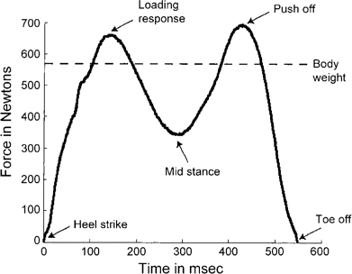 The vertical force component of the ground reaction forces during gait, characterized by a double-hump shape. The first peak occurs during heel strike, followed by the loading response, and the second peak occurs during push-off. The trough in between occurs during midstance.