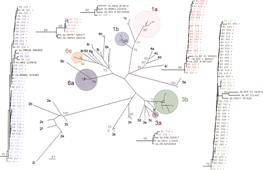 Hepatitis C virus phylogenetic tree for 126 injection drug users from Guangxi Province, southern China. The tree was constructed by the maximum evolution method by use of maximum likelihood distances with nucleotide sequences corresponding to the E1 region. Bootstrap values <70% are indicated at the nodes of the corresponding branches. PN, Pingxiang; BY, Binyang; +, HIV positive; -, HIV negative.
