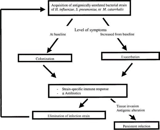 Proposed mechanism of bacterial infection of chronic obstructive pulmonary disease. H. influenzae, Haemophilus influenzae; M. catarrhalis, Moraxella catarrhalis; S. pneumoniae, Streptococcus pneumoniae.