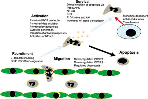 Roles of toll-like receptors (TLR s) in regulating neutrophil function. TLR2and TLR4 have been shown to modulate arange of neutrophil functions, as indicated. TLR-mediated extension of neutrophil survival ismediated via both directand indirect (monocyte-dependent) actionson the neutrophil. ERK, extra cellular signal—regulated kinase; MAPK, mitogen-activated protein kinase; NF, nuclear factor; PI 3–kinase,phosphoinositide 3–kinase; ROS, reactiveoxygen species.