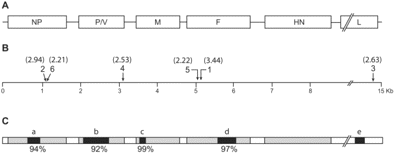 Graphic representation of the human parainfluenzavirus 4 (HPIV-4) genome (A). The major viral proteins include the nucleocapsid protein (NP), phosphoprotein (P), nonstructural V protein (V), matrix protein (M), fusion protein (F), hemagglutinin-neuraminidase protein (HN), and large protein (L). The locations of the 6 paramyxovirus oligonucleotides used to detect HPIV-4 on the microarray are mapped onto the ∼15 kB genome (B). The corresponding z-score for each oligonucleotide is indicated in parentheses. Five regions of the HPIV-4 virus obtained from a sample of the patient's endotracheal aspirate were sequenced (a–e, black areas), 4 of which are within previously sequenced regions of the genome (gray areas; C). Below each sequenced region is its percentage of nucleotide identity to the corresponding HPIV-4a sequence in the GenBank database.