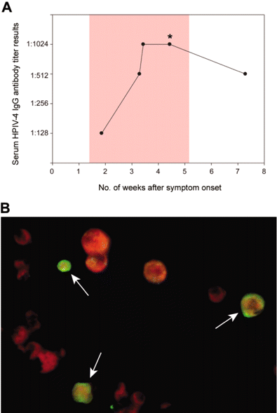 Detection of antibody to human parainfluenzavirus 4 (HPIV-4) by indirect immunofluorescence. A, Plot of the patient's serum HPIV-4 IgG antibody titers over time. The 5 successive time points correspond to days 13, 23, 24, 31, and 51 after symptom onset, the pink background outlines the period of hospitalization, and the asterisk designates the time point corresponding to panel B. The cytoplasm of infected cells (white arrows) stains green against a background of uninfected cells in red (B).