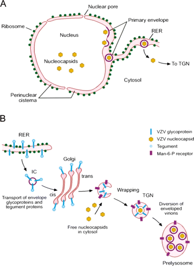Intracellular transport and maturation of varicella-zoster virus (VZV). A, Primary envelopment. VZV nucleocapsids assemble in the nucleus, bud through the inner nuclear membrane, and acquire a temporary envelope before entering the perinuclear cisterna, which is continuous with the lumen of the endoplasmic reticulum. The primary virion envelope fuses with the membrane of the endoplasmic reticulum, delivering naked nucleocapsids into the cytosol. B, Glycoprotein transport and virion assembly. VZV glycoproteins are synthesized in the rough endoplasmic reticulum (RER) and become processed and transported to the Golgi complex via the intermediate compartment (IC) independently of newly assembled nucleocapsids. From the RER, the glycoproteins, together with adhered tegument proteins, are transported to the trans-Golgi network (TGN), where they concentrate in the concave membrane of specialized wrapping TGN cisternae. The viral nucleocapsids converge with the glycoproteins and tegument as the TGN sacs wrap around the nucleocapsids and fuse, giving rise to mature virions The VZV glycoprotein-rich membrane of the concave face of the wrapping cisterna becomes the viral envelope. The membrane of the convex face is rich in mannose 6-phosphate (Man-6-P) receptors and delimits a transport vesicle that encloses the newly enveloped virion. Man-6-P receptors on the membrane of the convex face of the wrapping cisterna are thought to route viral particles from the cell secretory pathway to endosomes where the virions are degraded. Illustration reproduced with permission from [8].