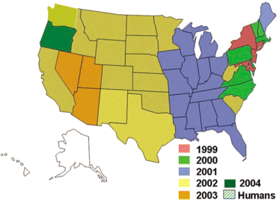 The sequential westward movement of West Nile virus in the United States, by year, 1999–2004. Data are as of 31 January 2006. Only Oregon and Maine have not experienced human cases. Figure appears courtesy of the Centers for Disease Control and Prevention.