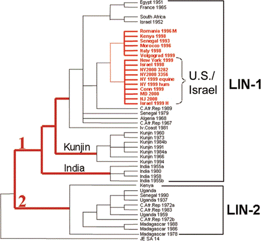 Phylogenetic tree of West Nile viruses based on sequence of the envelope gene. Viruses were isolated during the epidemics indicated by red stars in figure 3, all of which belong to the same clade, suggesting a common origin. Figure appears courtesy of the Centers for Disease Control and Prevention.