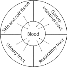 Multicompartment pharmacokinetics. Antibiotic concentrations in the blood will be transported to the interstitial fluid of different body sites, such as those in the figure. The differences in pharmacokinetics within the different sites will depend on the rate of diffusion, potential diffusion barriers, and the volume of compartments.