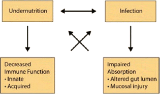 Interactions between malnutrition and infection