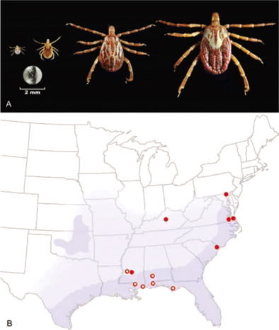 A, Life stages of the Gulf Coast tick (Amblyomma maculatum). From left: larva, nymph, adult male, and adult female. Each stage can feed on human hosts and can be infected with Rickettsia parkeri. The head of a pin is included for scale. B, Classic range (dark blue) of A. maculatum in the United States, based on historical and contemporary records [3, 4]; a hypothetical range (pale blue), based on published incidental tick collection data (Pete Teel, Texas A&M University, personal communication); and the locations of confirmed (shaded circles) and probable (unshaded circles) cases of R. parkeri rickettsiosis discussed in this report.