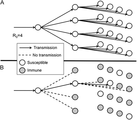 Diagram illustrating transmission of an infection with a basic reproduction number R0 = 4 (see Table 1). A, Transmission over 3 generations after introduction into a totally susceptible population (1 case would lead to 4 cases and then to 16 cases). B, Expected transmissions if (R0 − 1)/R0 = 1 − 1/R0 = ¾ of the population is immune. Under this circumstance, all but 1 of the contacts for each case s immune, and so each case leads to only 1 successful transmission of the infection. This implies constant incidence over time. If a greater proportion are immune, then incidence will decline. On this basis, (R0 − 1)/R0 is known as the “herd immunity threshold.”