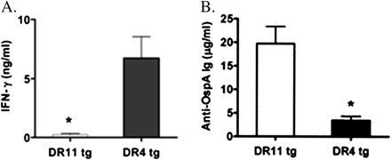  Interferon (IFN) γ production from lymph node cells and Borrelia burgdorferi outer-surface protein A (OspA) antibody titers in OspA-vaccinated mice with the DR4 or DR11 transgene lacking the CD28 co-receptor. DR11-tg and DR4-tg mice (15 mice per group) were vaccinated in the footpad (50 μg per mouse) with recombinant OspA (rOspA) in Freund's complete adjuvant. A, production of IFN-γ after in vitro restimulation of popliteal lymph node cells with rOspA (10 μg/mL) was assessed by enzyme-linked immunosorbent assay (ELISA). B, anti-OspA antibody titers were measured by ELISA 2 weeks after OspA vaccination. In both panels, mean values (± standard error of the mean) are given and include the results of 4 or 5 independent experiments. For the comparison in panel A, P = .003. For the comparison in panel B, P = .005. Reproduced with permission from Iliopoulou et al [29].