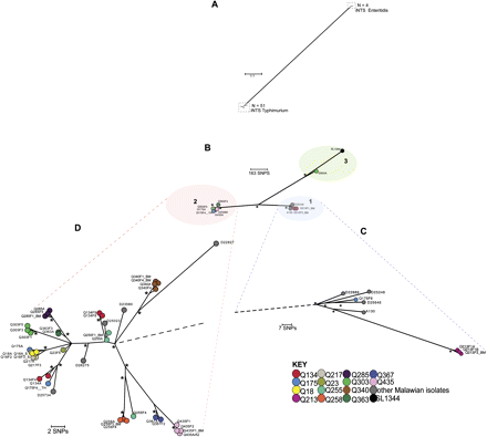 Maximum-likelihood phylogenetic trees based on single nucleotide polymorphisms (SNPs) showing the relationship between invasive nontyphoidal Salmonella (iNTS) isolates associated with recurrent invasive disease. A, Unrooted tree based on 45 497 chromosomal SNP loci showing relationship of 51 iNTS Typhimurium isolates and 4 iNTS Enteritidis isolates. B, Unrooted phylogenetic tree based on 1463 chromosomal SNP loci of 51 iNTS Typhimurium isolates. Branch lengths are indicative of estimated rate of substitution per variable site. Length of scale bar is 0.09 substitutions per variable site or ∼163 SNPs. Asterisks indicate branches of the trees that were recovered using 4 independent methods with bootstrap support and clade credibility values greater than 70%. Phylogenetic clusters 1, 2, and 3 are bound by colored ellipses. C, Zoomed-in view of cluster 1. D, Zoomed-in view of cluster 2. In C and D, black dashed lines represent links to the rest of the tree. Scale bar and asterisks are as described previously. Isolate groups for each participant are colored according to the key. Index events and follow-up visits were denoted respectively by the suffixes ’A’ and ’F1,’ ’F2,’ ’F3,’ etc. Isolates grown from blood culture samples have no further suffix. Isolates from bone-marrow, stool, urine, or throat swabs were denoted respectively by the suffixes _BM, _S, _U or _TH.