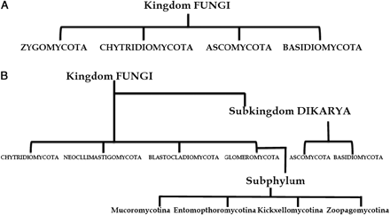 Old (A) and a proposed new (B) classification schemes of the kingdom Fungi.