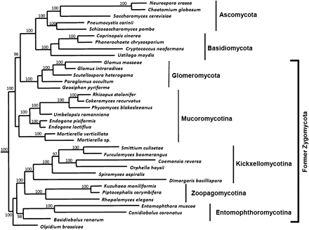 Phylogenetic tree provided by T. Y. James at the University of Michigan, Ann Arbor, which was based on unpublished results from the AFTOL (Assembling the Fungal Tree of Life) project [10]. Results are similar to those reported by James et al [5], but additional basal taxa are included.