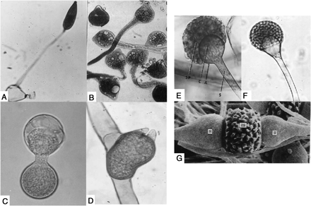 Morphology of conidia and zygospores (scale bar, 20 μm). A, Reproduction of a conidium in Basidiobolus ranarum. A conidium discharged onto a Petri dish cover germinated and produced a conidiophore bearing a single conidium. B, Primary conidia of Conidiobolus incongruus germinated to produce long hyphae bearing subglobose conidia [38]. C, Secondary conidium formation by replication in Conidiobolus coronatus. D, Zygospore of Basidiobolus ranarum, with a characteristic beak, is produced by the fusion of 2 adjacent hyphal cells. E, Sporangial structure of Rhizopus species showing the sporangiophore (S), apophysis (A), columella (C), and sporangiospores (SP). F, Sporangium of Lichtheimia (Absidia) corymbifera. G, Electron microscopy of Zygospore (ZS) of Rhizopus species produced between 2 suspensors (S) originating from hyphae of 2 sexually compatible strains (courtesy of Dr S. L. Flegler). Images in A and C–F are from Kwon-Chung and Bennett [33].
